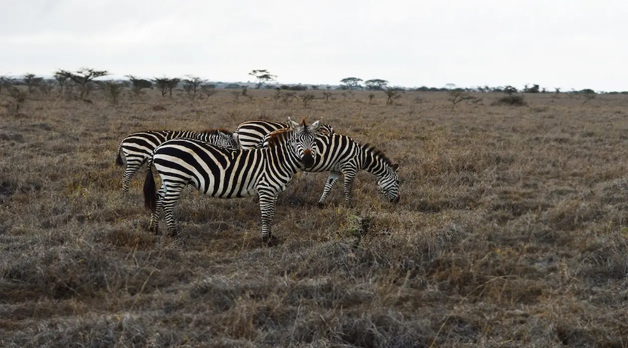 6 Days Tanzania Safari Itinerary | Arusha to Kilimanjaro. gallery image 2